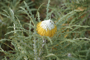 APII jpeg image of Banksia nobilis,<br/>Stylidium divergens  © contact APII