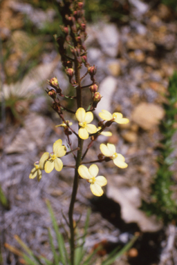 APII jpeg image of Stylidium diuroides,<br/>Rhizophora stylosa  © contact APII