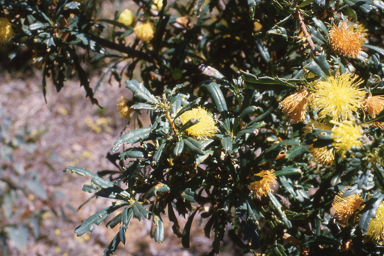 APII jpeg image of Avicennia marina,<br/>Banksia squarrosa subsp. squarrosa  © contact APII