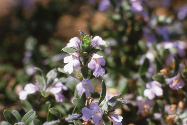 APII jpeg image of Hemigenia sericea,<br/>Rhizophora stylosa  © contact APII