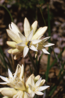 APII jpeg image of Conostylis setosa,<br/>Rhizophora stylosa  © contact APII