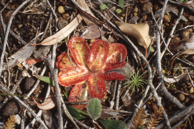 APII jpeg image of Abelmoschus moschatus,<br/>Drosera macrophylla  © contact APII