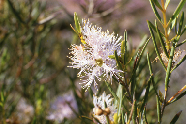 APII jpeg image of Drosera dilatatopetiolaris,<br/>Melaleuca radula  © contact APII