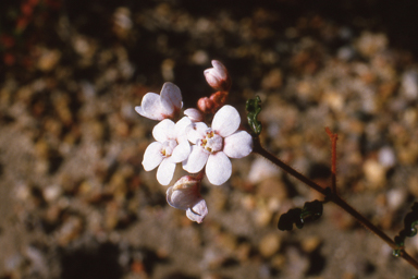 APII jpeg image of Androcalva pulchella,<br/>Murdannia graminea  © contact APII