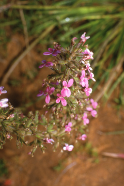 APII jpeg image of Corymbia bleeseri,<br/>Stylidium elongatum  © contact APII