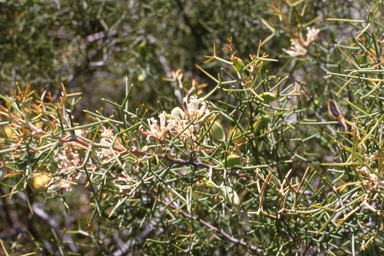 APII jpeg image of Afrohybanthus enneaspermus,<br/>Hakea trifurcata  © contact APII