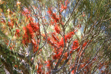 APII jpeg image of Hakea orthorrhyncha,<br/>Sida platycalyx  © contact APII