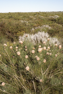 APII jpeg image of Cynanchum viminale subsp. australe,<br/>Isopogon divergens  © contact APII