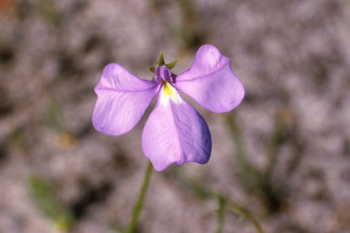 APII jpeg image of Lobelia heterophylla,<br/>Swainsona microphylla  © contact APII