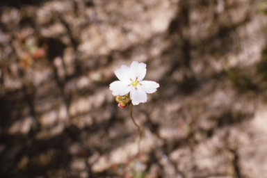 APII jpeg image of Eremophila dempsteri,<br/>Drosera eneabba  © contact APII