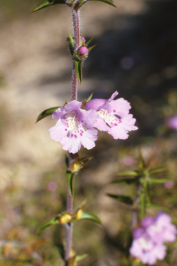 APII jpeg image of Bossiaea walkeri,<br/>Hemiandra pungens  © contact APII