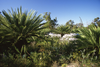 APII jpeg image of Bossiaea walkeri,<br/>Macrozamia riedlei  © contact APII