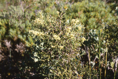 APII jpeg image of Solanum plicatile,<br/>Hakea auriculata  © contact APII