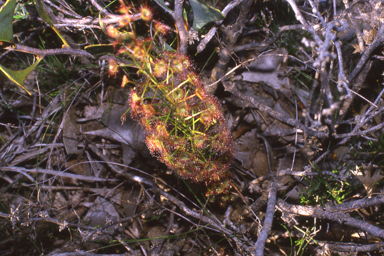 APII jpeg image of Grevillea phillipsiana,<br/>Drosera porrecta  © contact APII