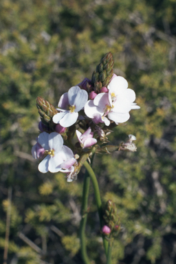 APII jpeg image of Eremophila serrulata,<br/>Stylidium scariosum  © contact APII