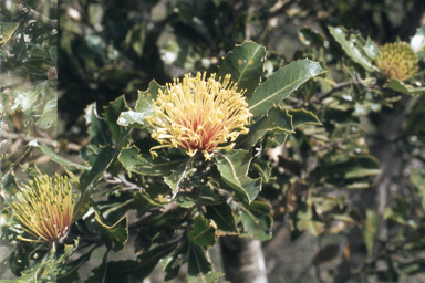 APII jpeg image of Eremophila saligna,<br/>Banksia ilicifolia  © contact APII