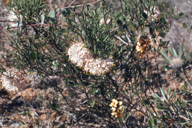 APII jpeg image of Prostanthera aspalathoides,<br/>Isopogon teretifolius subsp. teretifolius  © contact APII