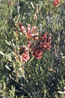 APII jpeg image of Eucalyptus salubris,<br/>Lambertia multiflora  © contact APII