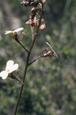 APII jpeg image of Eucalyptus salubris,<br/>Stylidium bicolor  © contact APII