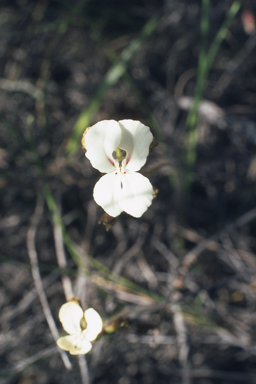 APII jpeg image of Dissocarpus paradoxus,<br/>Stylidium stenosepalum  © contact APII