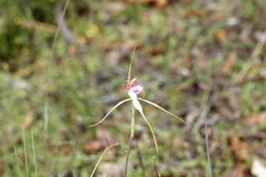 APII jpeg image of Balaustion pulcherrimum,<br/>Caladenia longicauda subsp. longicauda  © contact APII