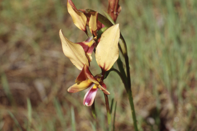 APII jpeg image of Hakea erecta,<br/>Diuris longifolia  © contact APII