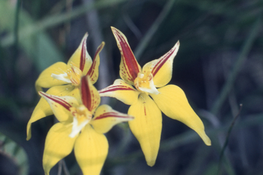 APII jpeg image of Grevillea hookeriana subsp. apiciloba,<br/>Caladenia flava  © contact APII