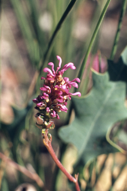 APII jpeg image of Guichenotia angustifolia,<br/>Grevillea quercifolia  © contact APII