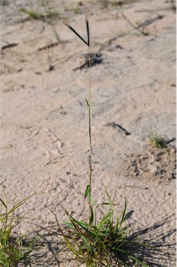 APII jpeg image of Dichanthium sericeum subsp. humilius  © contact APII