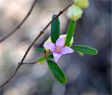 APII jpeg image of Boronia duiganiae  © contact APII