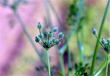 APII jpeg image of Daucus glochidiatus  © contact APII