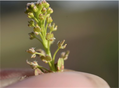 APII jpeg image of Lepidium bonariense  © contact APII