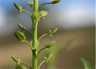 APII jpeg image of Lepidium bonariense  © contact APII