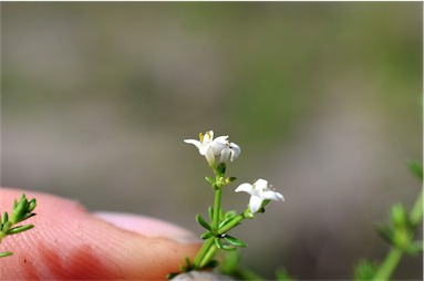 APII jpeg image of Asperula conferta  © contact APII