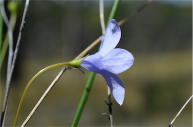 APII jpeg image of Wahlenbergia queenslandica  © contact APII