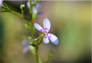 APII jpeg image of Stylidium eglandulosum  © contact APII