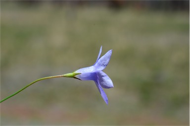 APII jpeg image of Wahlenbergia communis  © contact APII