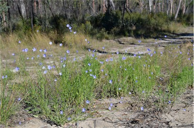 APII jpeg image of Wahlenbergia queenslandica  © contact APII