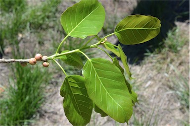 APII jpeg image of Ficus virens var. virens  © contact APII