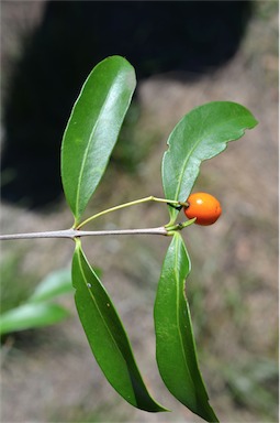 APII jpeg image of Elaeodendron australe var. integrifolium  © contact APII