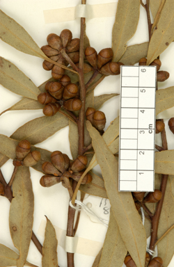 APII jpeg image of Eucalyptus balanites  © contact APII