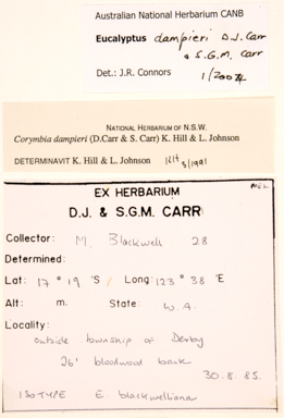APII jpeg image of Corymbia greeniana  © contact APII