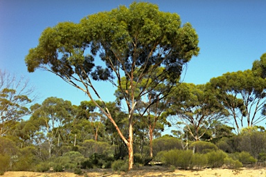 APII jpeg image of Eucalyptus kumarlensis  © contact APII