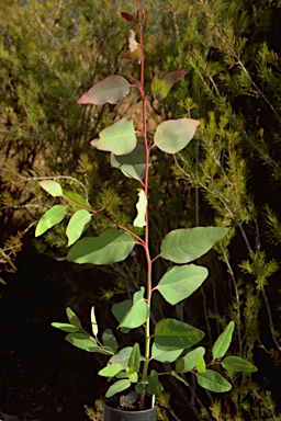 APII jpeg image of Eucalyptus chloroclada  © contact APII