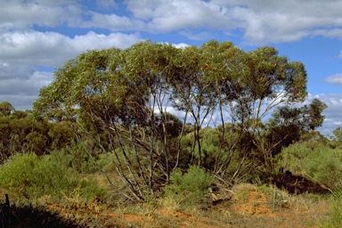 APII jpeg image of Eucalyptus gracilis  © contact APII