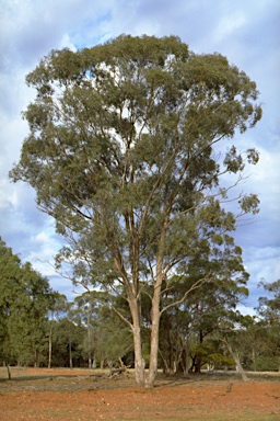 APII jpeg image of Eucalyptus microcarpa  © contact APII