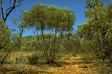 APII jpeg image of Eucalyptus percostata  © contact APII