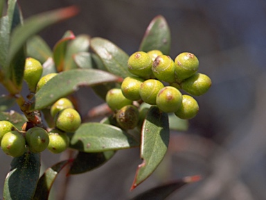 APII jpeg image of Eucalyptus recurva  © contact APII