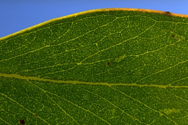 APII jpeg image of Eucalyptus serraensis  © contact APII