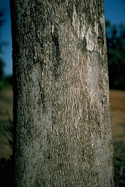 APII jpeg image of Eucalyptus woollsiana  © contact APII